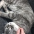 Sokakta bulundu. Erkek kısır değil kısırlaştırma şartı ile. fotoğraf