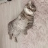 Sokakta bulundu. Erkek kısır değil kısırlaştırma şartı ile. fotoğraf