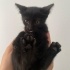 sokaktan bulduğum iki yavru kedi yuva arıyor