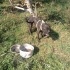 2 yaşında kısır cane Corsa yuva arıyoruz