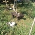 2 yaşında kısır cane Corsa yuva arıyoruz fotoğraf