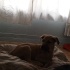 Acil yuva koruma köpeği olarak görev alabilir fotoğraf
