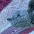 Acil yuva arıyoruz! Ücretsiz sahiplendirme fotoğraf