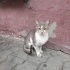 Acil yuva arıyorum fotoğraf