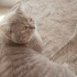 Kedi. Uysal sevecan.  Kendini sevdirir. Çok.  Tatlı kedi