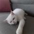 Beyaz kedimizi sahiplendiriyoruz fotoğraf