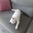 Beyaz kedimizi sahiplendiriyoruz fotoğraf