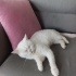 Beyaz kedimizi sahiplendiriyoruz fotoğraf