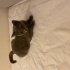 Geçici yuvada acil fotoğraf