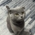 British Shorthair Yuva Arıyor fotoğraf
