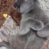 British Shorthair Yuva Arıyor fotoğraf