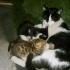USLU EVDEN ATILMIŞ BİR ANNE VE 2 BEBEĞİ