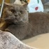 Sokağa atılmış British Shorthair :( fotoğraf
