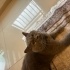 Sokağa atılmış British Shorthair :( fotoğraf