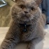 Sokağa atılmış British Shorthair :( fotoğraf