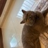 Sokağa atılmış British Shorthair :( fotoğraf