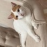 Oyuncu ev kedisi fotoğraf