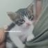 Ücretsiz sahiplenme pofidik yavru acil yuva fotoğraf