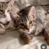 Ücretsiz sahiplenme pofidik yavru kardeşler fotoğraf
