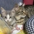 Cok oyuncu bir kedi
