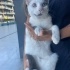 Ücretsiz sahiplenme gri beyaz kedi acil yuva fotoğraf