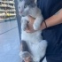Ücretsiz sahiplenme gri beyaz kedi acil yuva fotoğraf