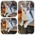 Ücretsiz sahiplenme gri beyaz kedi acil yuva