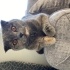 Scottish Fold 1,5 yaşında dişi fotoğraf