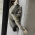 Scottish Fold 1,5 yaşında dişi fotoğraf