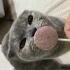 Scottish Fold 1,5 yaşında dişi fotoğraf