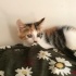 Tam bir şirine olur kendisi fotoğraf