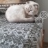 Tatlı kaderimize acil yuva arıyoruz fotoğraf