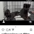 Minik yavrulara acil yuva arıyoruz