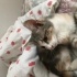 Evden sokağa bırakılmış kedi fotoğraf