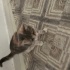Evden sokağa bırakılmış kedi fotoğraf