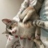Evden sokağa bırakılmış kedi fotoğraf