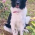 Border Collie 8 aylık dişi kısır fotoğraf