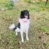 Border Collie 8 aylık dişi kısır