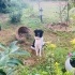 Border Collie 8 aylık dişi kısır fotoğraf