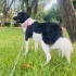 Border Collie 8 aylık dişi kısır fotoğraf