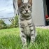 Bengal Kaplanıma Benziyor fotoğraf