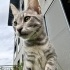 Bengal Kaplanıma Benziyor fotoğraf