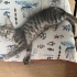 Bengal Kaplanıma Benziyor fotoğraf