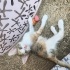Miniş kızıma çok sevileceği ömürlük yuva arıyoruz fotoğraf