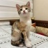 Miniş kızıma çok sevileceği ömürlük yuva arıyoruz fotoğraf