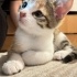 Miniş kızıma çok sevileceği ömürlük yuva arıyoruz fotoğraf