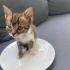 Sokakta yaşayamaz … Acil yuva!! fotoğraf