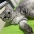 ben bulut 3 aylık ponçiğim fotoğraf