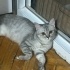 ben bulut 3 aylık ponçiğim fotoğraf