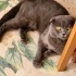ben tobby kedi gibi kediyimmm